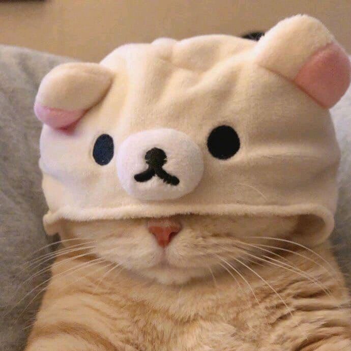 buttersturtlestt