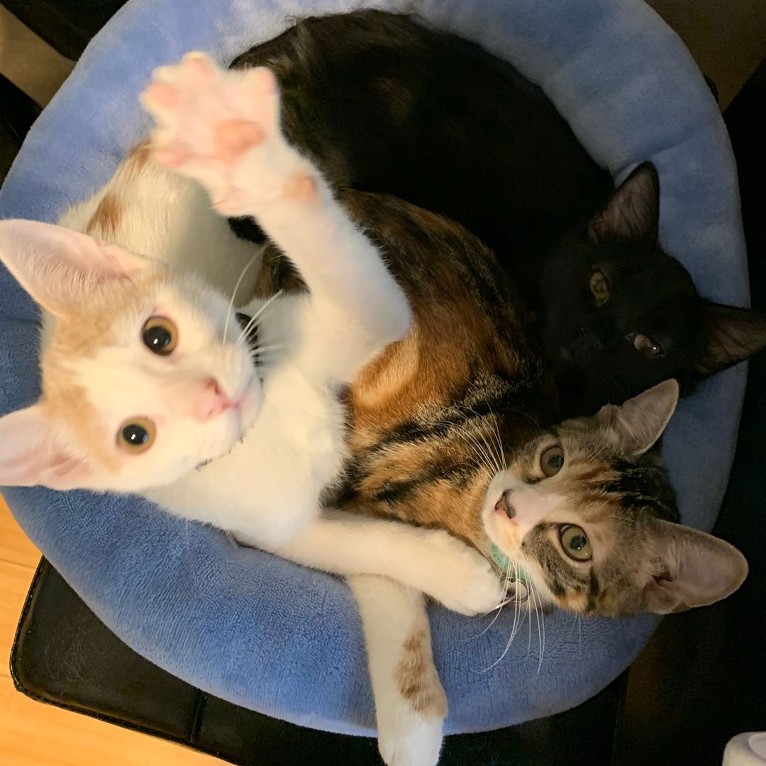 chaoticwhiskerz