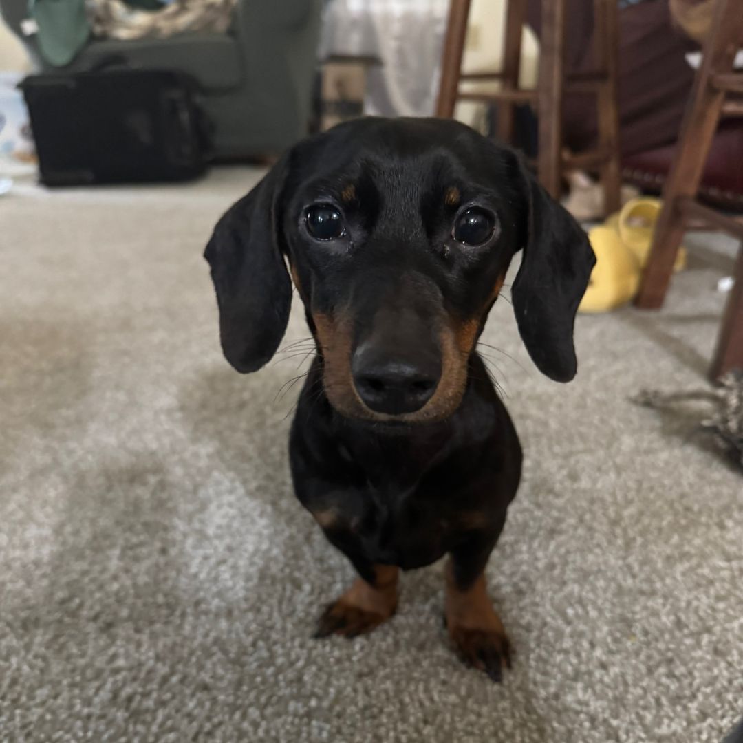 chauncythedachshund