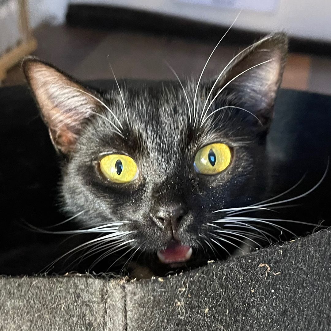 morningmews