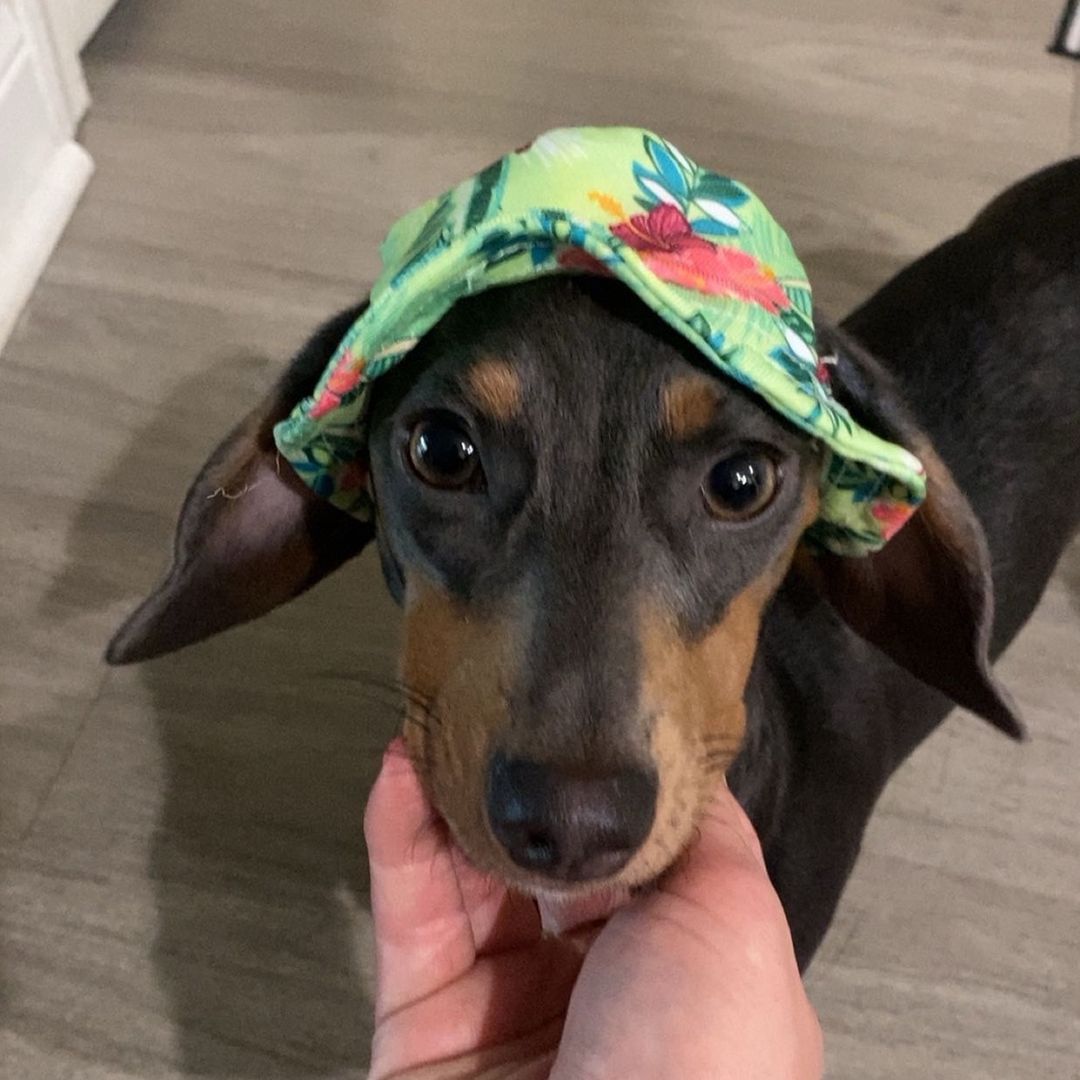 mowgli_the_doxie